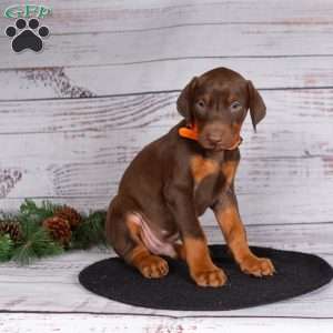 Journey, Doberman Pinscher Puppy